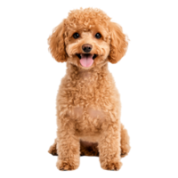 Cute fluffy dog with curly fur and cheerful expression indoors png