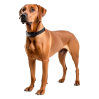 Majestic Rhodesian Ridgeback Standing with Alert Expression in Studio png