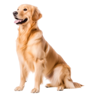 Golden Retriever Sitting Proudly with Joyful Expression and Fluffy Fur png