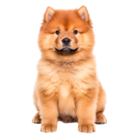 Adorable fluffy Chow Chow puppy sitting with playful expression png