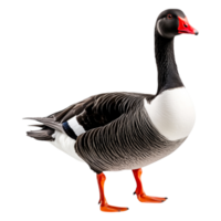 Striking Portrait of a Majestic Grey Lag Goose with Red Bill png