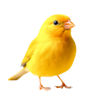 Vibrant Yellow Bird Perched on a Branch, Showing Bright Feathers png
