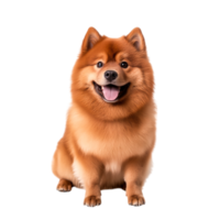Happy Smiling Dog Sitting on with Soft Fur png