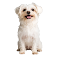 Cute Small Dog with Fluffy White Fur and Bright Eyes Smiling Joyfully png