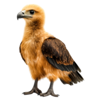 Majestic Bird of Prey with Rich Brown Plumage Standing on the Ground png