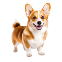 Playful Corgi Dog Smiling with Joyful Expression in a Studio Setting png