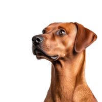 Curious Brown Dog Looking Up with a Playful Expression png