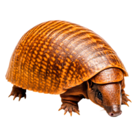 Charming Armadillo with Distinctive Shell in Bright Studio Setting png