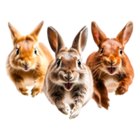 Playful rabbits with cheerful expressions in a vibrant setting png
