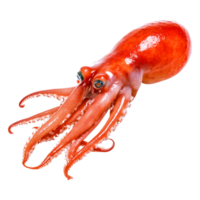 Vivid Red Squid Displaying Graceful Tentacles and Unique Features png