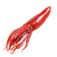 Red Squid Displaying Tentacles with Glimmering Skin in Isolation png