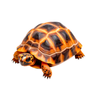 Detailed closeup of an Exotic Tortoise with Vibrant Shell Patterns png