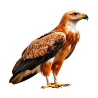 Majestic Eagle Displaying Dazzling Feathers and Sharp Gaze png