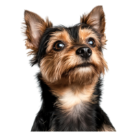 Adorable Yorkshire Terrier Dog with Expressive Face and Bright Eyes png