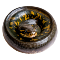 Coiled Snake with Unique Patterns on Scales in closeup View png