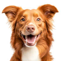 Happy Golden Dog Smiling with Joy and Playfulness in Studio Setting png