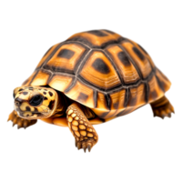 Detailed closeup of a Realistic Turtle with Vibrant Shell Patterns png
