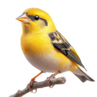 Bright yellow bird with black and white wing patterns perched gracefully on a thin branch with its delicate feet gripping firmly png