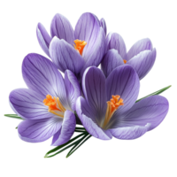 Cluster of soft purple crocus flowers with orange centers blooming together symbolizing renewal beauty and the vibrant colors of early spring blossoms png