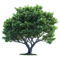 Lush green tree with a sturdy trunk and full canopy standing tall symbolizing growth strength and the timeless serenity of natures presence png