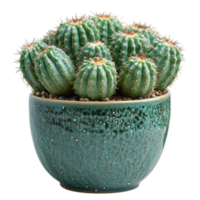 Potted cactus with thick green spines housed in a rustic blue ceramic pot symbolizing endurance adaptability and the charm of desert plants png