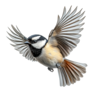 Small bird in midflight with outstretched wings and soft feathers symbolizing freedom grace and the delicate wonders of the avian world png