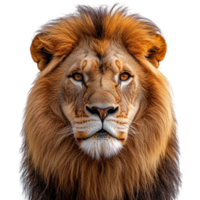 Majestic lion with a golden mane symbolizes courage and the nobility of the wild png