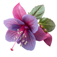 Beautiful pink and purple fuchsia flower with hanging petals and lush green leaves creates a delicate and enchanting display png