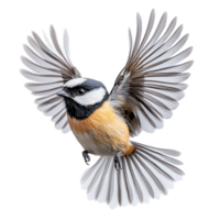 Small bird with spread wings in flight symbolizing freedom grace and the elegance of avian movement captured midair with its feathers fully extended png