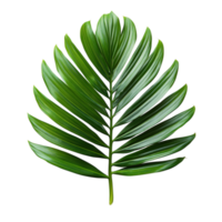 Vibrant green palm leaf with a glossy surface and perfect symmetry stands out with its tropical and fresh appearance png