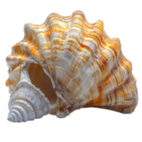 Beautiful sea shell with ridged patterns and a spiral shape glows in soft golden and white tones from the ocean png