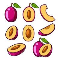 Several victoria plum in different positions, along with some cut into various pieces. vector