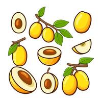a variety of ximenias cut into shapes and arranged in different positions vector
