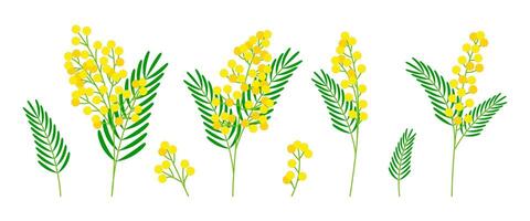 Set of mimosa flowers isolated on white background. Yellow spring flowers in flat style. Design elements for cards, invitations, wallpapers, patterns. illustration vector