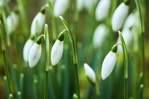 Serene Snowdrops. Close-up of snowdrops with a calm, natural atmosphere. photo