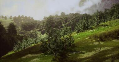 Lush green hills with dense pine trees under cloudy sky in tranquil region video