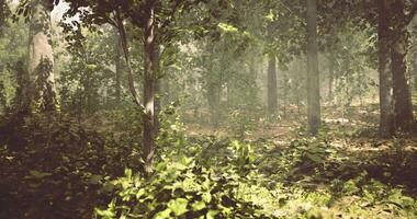 Sunlight filtering through dense trees in a tranquil forest setting video