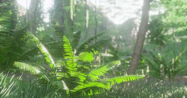 Lush green ferns in a serene forest during daylight hours video