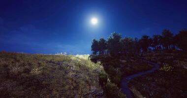 Moonlit landscape with lush greenery and winding path on a serene night video