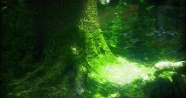 Sunlight filtering through trees highlights mossy forest floor video