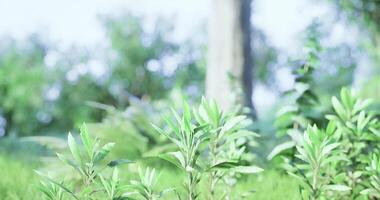 Lush green plants emerging in a vibrant forest setting during daylight hours video