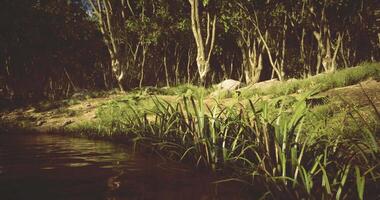 Tranquil riverside setting with lush greenery and trees during daylight video