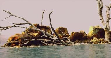 Rocky shoreline with dry branches and calm waters in sunset light video