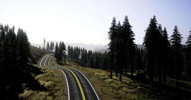 Curvy road winding through tall pine trees on a sunny day in nature video