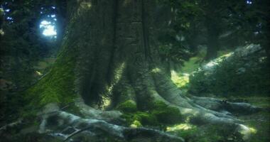 Ancient tree roots covered in moss glowing under soft sunlight in the forest video