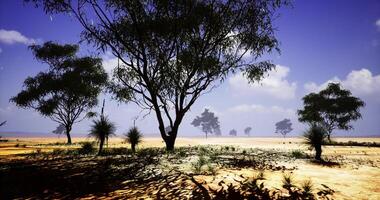 Beautiful landscape with trees and clear sky in a tranquil setting video