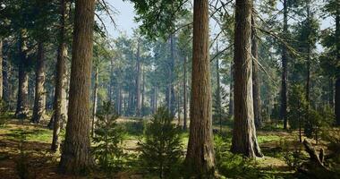 Tall trees and lush greenery create a serene forest environment at dawn video