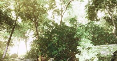 Lush green forest with sunlit trees and rocks near a peaceful water source video