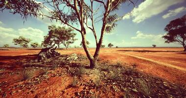 Red landscape with dry trees and sparse vegetation in a vast terrain video