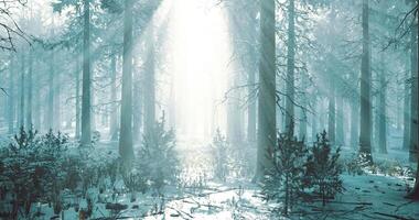 Snowy forest illuminated by sunlight breaking through tree tops video